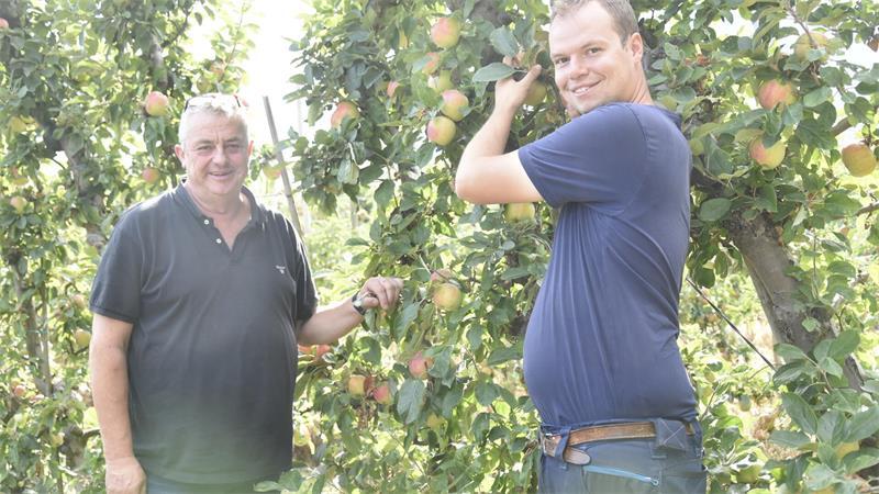 Sommeräpfel sind reif: Obstbauer Eckhoff setzt auf drei Sorten Vater und Sohn haben auch die Sorte Alkmene im Programm.