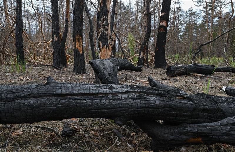 Verbrannte Kiefernbäume liegen in einem Waldstück.