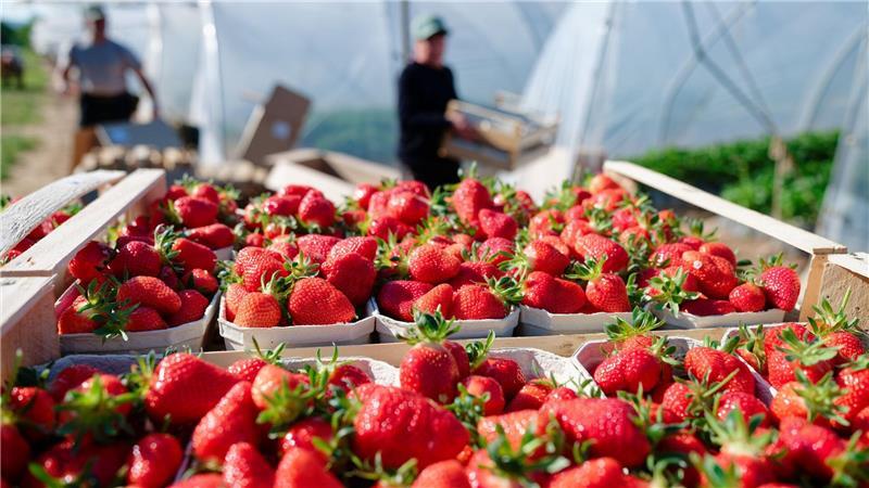 Verbraucher können aktuell besonders günstig Erdbeeren kaufen. (Archivbild)