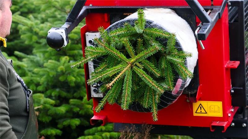 Verbraucher müssen in diesem Jahr etwas mehr Geld für einen Weihnachtsbaum zahlen.