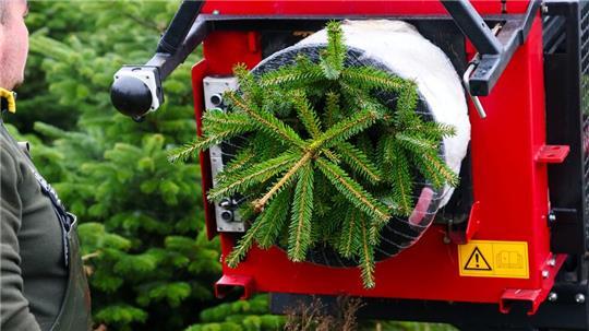 Verbraucher müssen in diesem Jahr etwas mehr Geld für einen Weihnachtsbaum zahlen.
