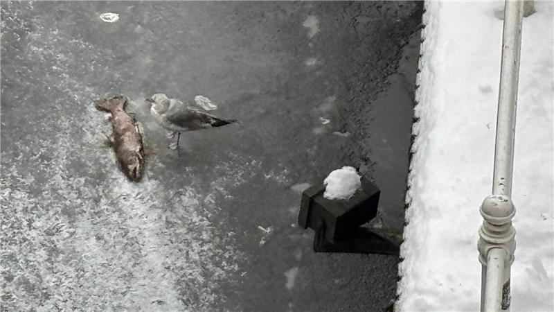 Verendeter Raubfisch auf dem Eis des Fleths in Buxtehude - die Möwe findet ihn offenbar noch appetitlich.