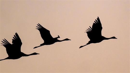 Vergangenes Jahr waren Kraniche hierzulande in bislang nicht gekanntem Ausmaß von der Vogelgrippe betroffen. (Archivbild)