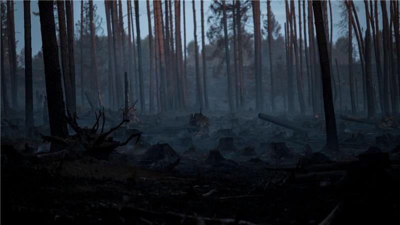 Verkohlte Bäume stehen nach einem Waldbrand in einem Waldstück der Saalfelder Höhe auf dem verbrannten Waldboden.