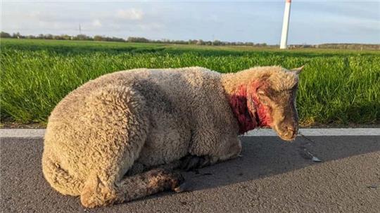 Verletzt und erschöpft nach der Flucht wurden die Schafe nach der Wolfsattacke rund um Kranenburg aufgefunden.