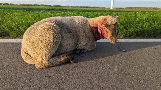 Verletzt und erschöpft nach der Flucht wurden die Schafe nach der Wolfsattacke rund um Kranenburg aufgefunden.