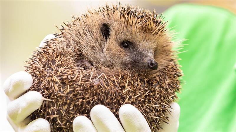 Verletzte und kranke Igel werden in Einrichtungen wie dem Igelzentrum Niedersachsen oder dem Nabu-Artenschutzzentrum versorgt. (Archivbild)