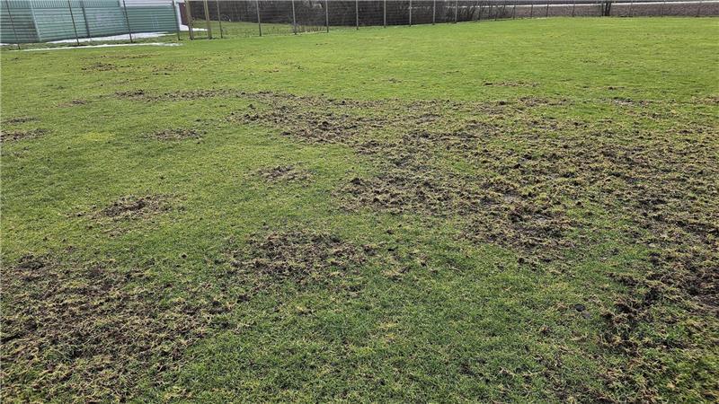 Verletzungsgefahr: Das Foto zeigt die Zerstörungen der ASC-Rasenplätze durch den Befall mit Wiesenschnaken. Vögel fressen die Larven, die betroffenen Bereiche sind unbespielbar.