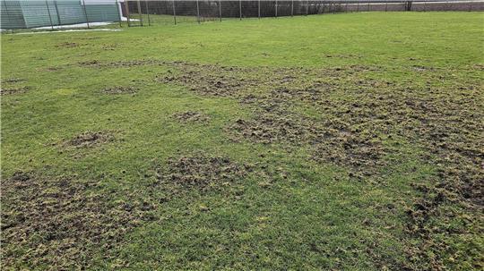 Verletzungsgefahr: Das Foto zeigt die Zerstörungen der ASC-Rasenplätze durch den Befall mit Wiesenschnaken. Vögel fressen die Larven, die betroffenen Bereiche sind unbespielbar.