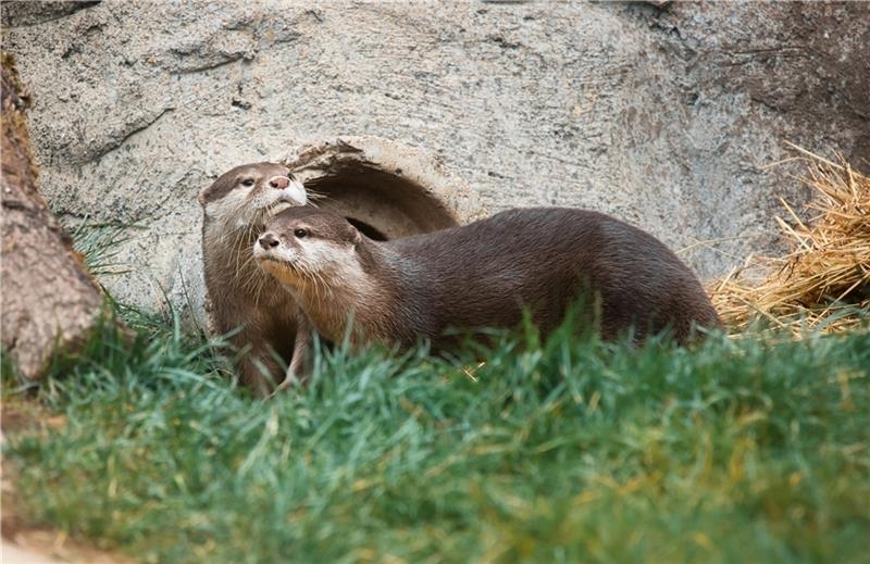 Verliebte Zwergottereltern kurz bevor der Nachwuchs geboren wurde im Wildpark Schwarze Berge