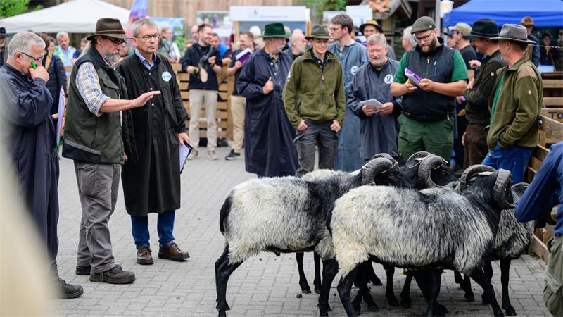 Schönster Heidschnuckenbock kommt aus Neuenkirchen Versteigerung der Böcke bei der Heidschnuckenauktion.