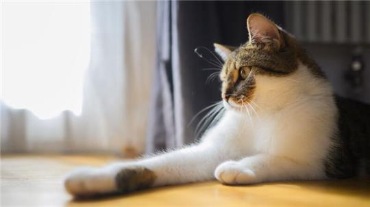 Verursacher der nächtlichen Ruhestörung waren zwei Katzen. (Symbolbild)