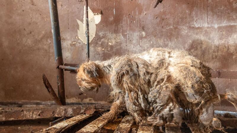 Verwahrlost und krank - in diesem schlimmen Zustand haben Tierschützer und Behördenvertreter Hunde in einem leerstehenden Haus vorgefunden.