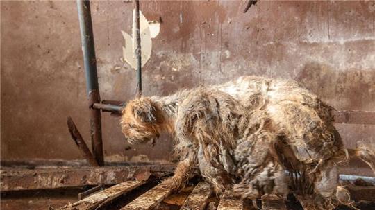 Verwahrlost und krank - in diesem schlimmen Zustand haben Tierschützer und Behördenvertreter Hunde in einem leerstehenden Haus vorgefunden.