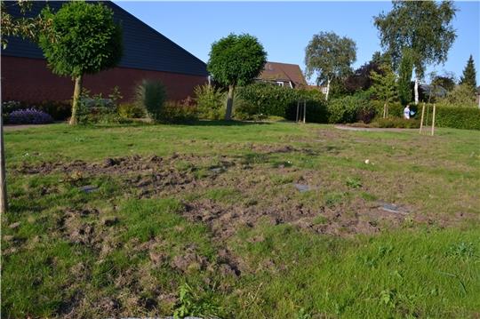 Verwüstetes Urnenfeld auf dem Hammaher Friedhof. Krähen wühlen hier nach Engerlingen. Fotos: Helfferich