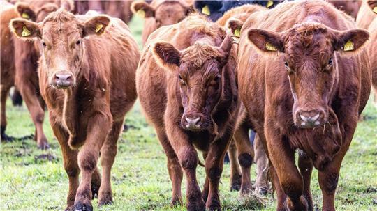 Viehdiebe schocken Landwirte in Südbrandenburg. (Symbolbild)