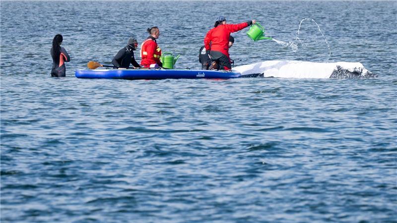 Viel Aufsehen um den Wal gibt es nur hierzulande.