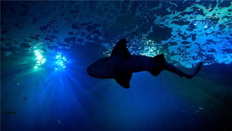 Viel Platz für große Fische: Ein Hai schwimmt in einem 400.000-Liter-Becken im Mote Science Education Aquarium im kalifornischen Sarasota.