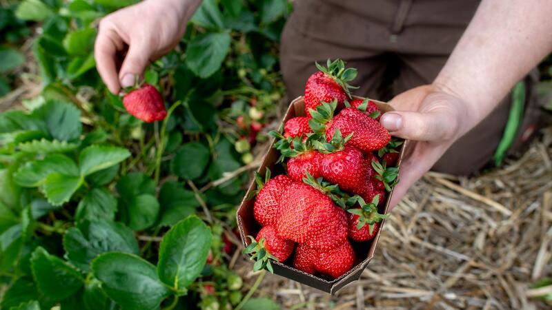Verregnet: Sehr niedrige Erdbeer- und Spargelernte erwartet Viel Regen und eine sinkende Anbaufläche: Dieses Jahr wird die geringste Erdbeerernte seit 1995 erwartet.