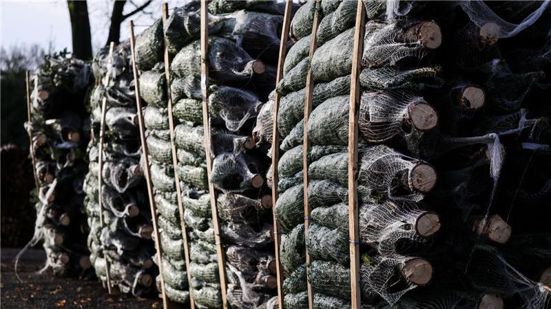 Produzent: Kunden kaufen Weihnachtsbaum früher Viele Bäume sind bereits transportbereit verpackt.