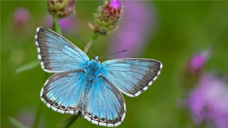 Viele Bläulings‑Arten haben sehr spezielle Pflanzenvorlieben. (Archivbild)