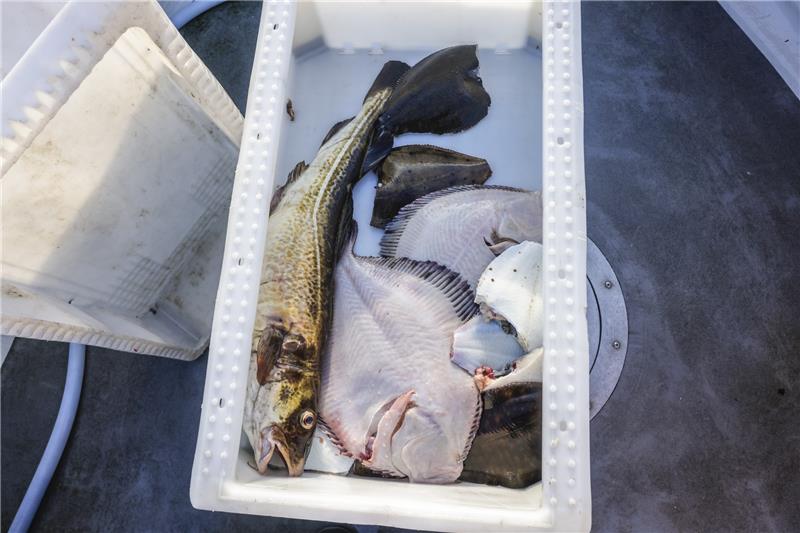 Darum warnt der WWF: Fische aus Ostsee nicht mehr essen Viele Einflüsse haben zahlreichen Fischbeständen der Welt arg zugesetzt. Auch für die Ostseefischerei sind daher die Aussichten weiterhin nicht rosig. Foto: Molter/dpa