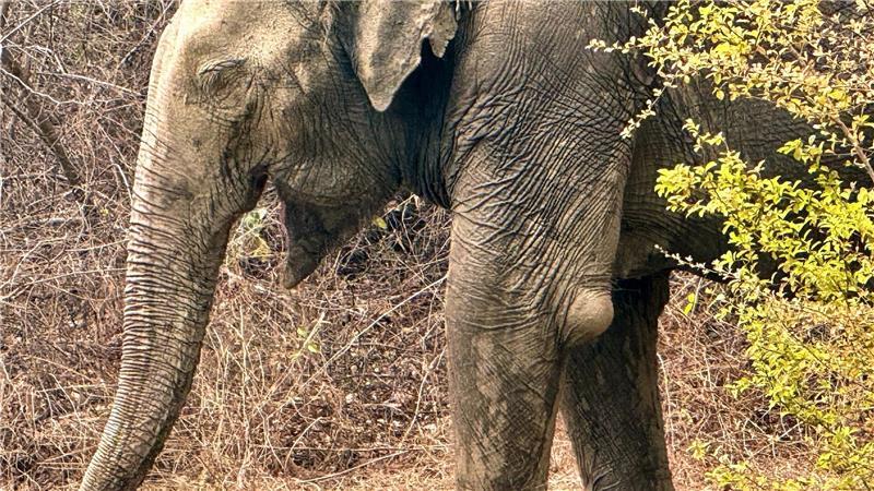 Viele Elefanten müssen in Thailand für die Tourismusindustrie arbeiten und tragen dort Verletzungen davon - wie hier einen Abszess, der in der Klinik regelmäßig behandelt wird.