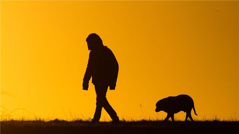 Viele Hundebesitzer bekommen es nicht mit, wenn ihre Tiere leiden. (Symbolbild)