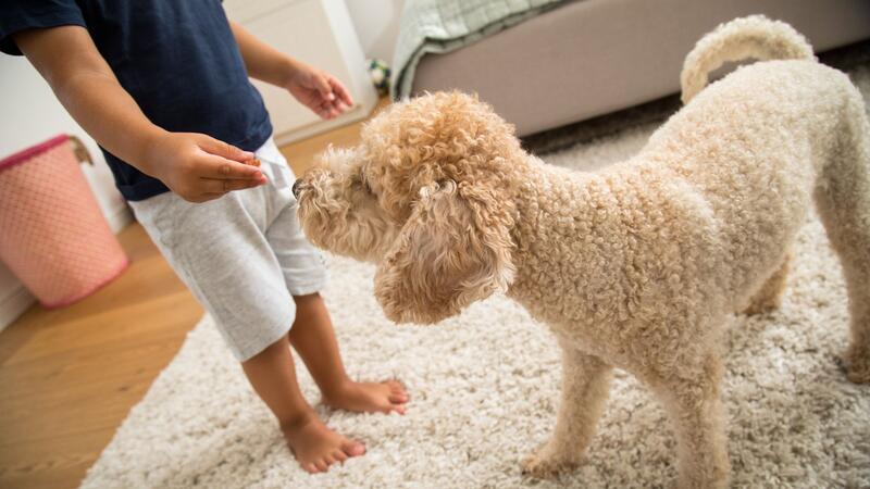 Viele Kinder schaffen es nicht, sich jeden Tag ausreichend körperlich zu betätigen. Ob ein Hund im Haus da helfen kann?