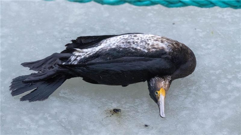 Viele Kormorane sind in diesem Winter verendet. (Archivbild)