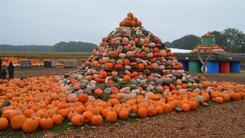 Nur ein Zubrot? Was der Kürbis den Höfen im Alten Land bringt Viele Menschen aus dem Kreis kennen die Kürbis-Pyramide an der B3 in Rade.