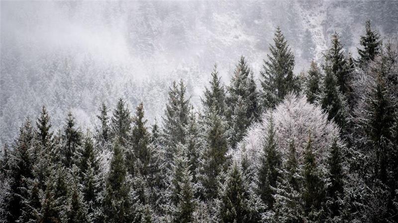 Viele Menschen wollen einen Weihnachtsbaum im Wald selbst schlagen. (Illustration)