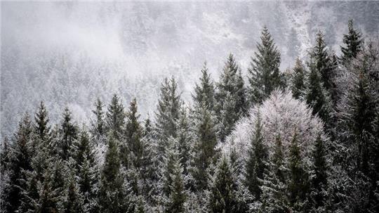 Viele Menschen wollen einen Weihnachtsbaum im Wald selbst schlagen. (Illustration)