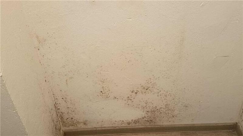 Viele Mieter klagen über Schimmel in den Innenräumen.