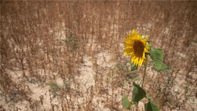 Viele Pflanzen haben ab 30 Grad Hitzestress (Archivbild)