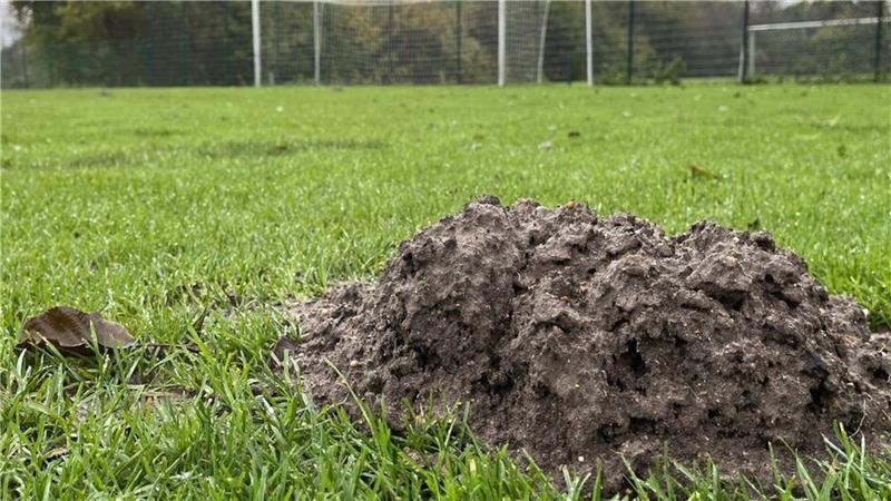 Viele Plätze in der Stadt Cuxhaven sind übersät mit Maulwurfshügeln. Ein Problem für den Trainings- und Spielbetrieb auf den Rasenflächen.