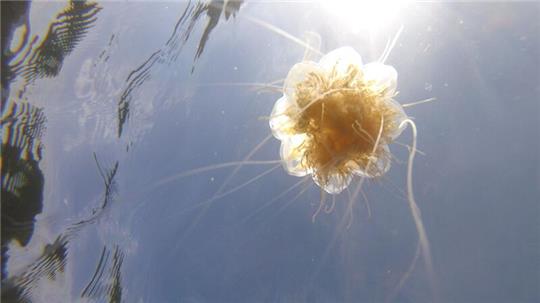 Viele Quallen und Feuerquallen sind ein Zeichen für den schlechten Zustand der Ostsee. 