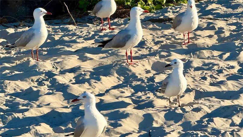 Vogelgrippe bedroht Australiens einzigartige Tierwelt Viele Seevögel in Australien sind von dem Virus bedroht.