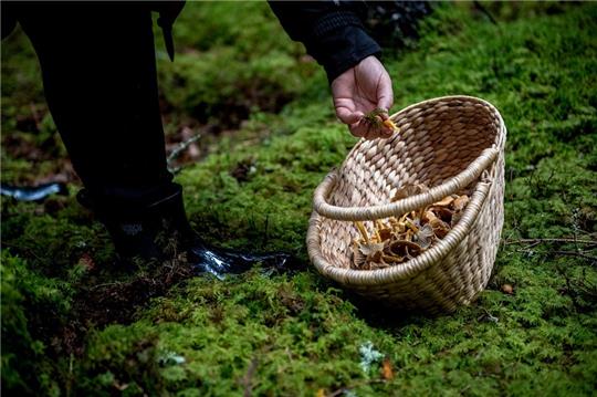 Viele Speisepilze haben giftige Doppelgänger. Wer verlässlich unterscheiden will, muss die Details kennen - auch was Geruch und Festigkeit angeht. Foto: Zacharie Scheurer/dpa-tmn