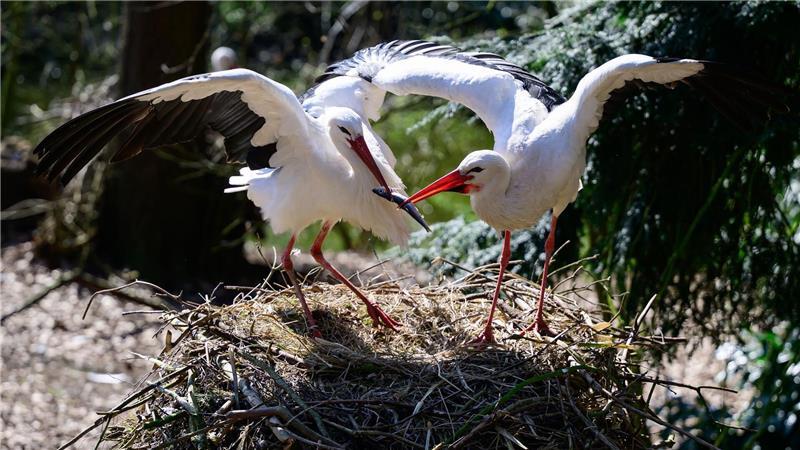 Viele Störche sind im Weltvogelpark zu Hause. 