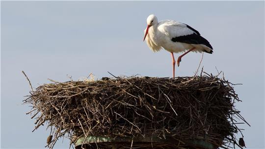 Viele Störche überwinterten inzwischen hierzulande. (Archivbild)