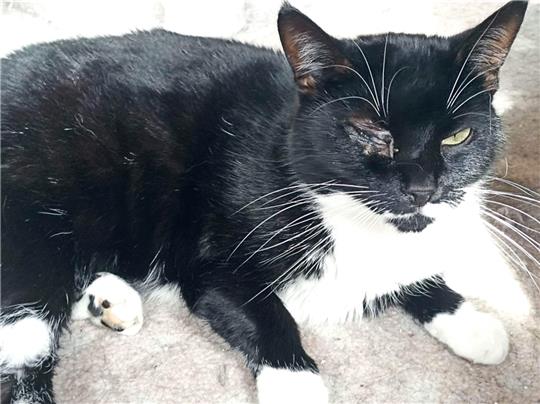 Viele Tage musste Katze Fienchen schon beim Tierarzt verbringen. Durch ihr Auge trat das Projektil eines Luftgewehrs in den Körper ein. Foto: privat