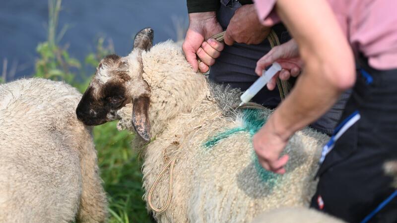 Viele Tiere sind geimpft, im Bestand sind aber noch Tausende ohne Schutz vor der Blauzungenkrankheit.
