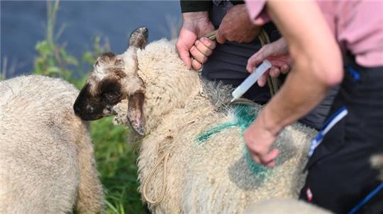 Viele Tiere sind geimpft, im Bestand sind aber noch Tausende ohne Schutz vor der Blauzungenkrankheit.
