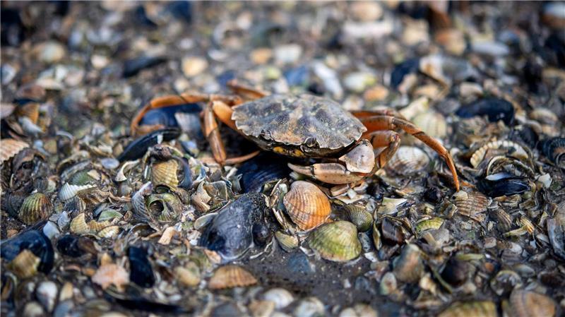 Viele Wattenmeerbewohner wie die Strandkrabbe lassen sich bei einer Wattwanderung entdecken. (Archivfoto)