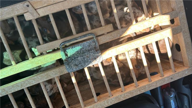 Viele der Tiere waren in einer Taubenbox eingesperrt.