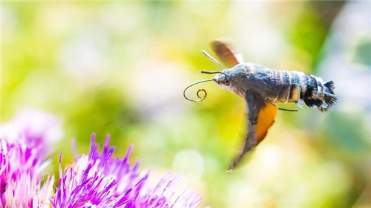 Viele der gen Süden ziehenden Insekten sind bekannte Gartenbewohner - so auch das Taubenschwänzchen.