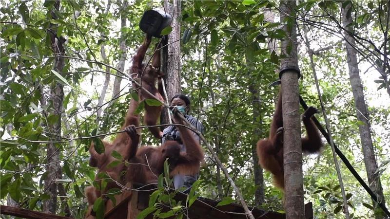 Viele gerettete Orang-Utans müssen erst einmal lernen, wie man auf Bäume klettert. 