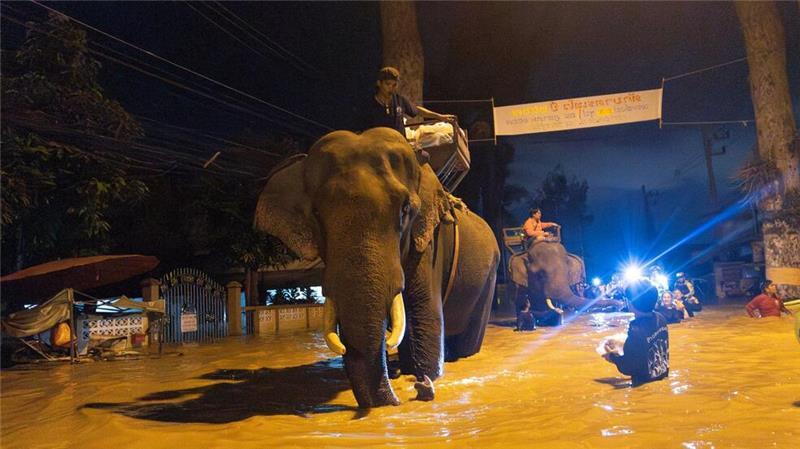 Fluten in Thailand: Mönch bringt Hilfsgüter mit Elefanten Viele schauten verdutzt, als plötzlich ein Mönch auf einem Elefanten durch die Fluten ritt (Foto aktuell).