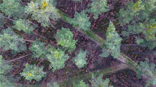 Viele vor wenigen Jahren gepflanzte Buchen stehen mit braunen Blättern in Bodennähe in einem über die nächsten zwei Jahrzehnte absterbenden Kiefernwald.